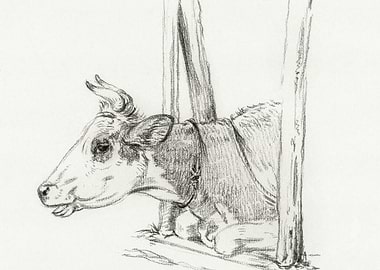 Head Of A Cow Lying In A S