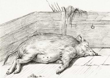 Lying Pig In The Corner Of