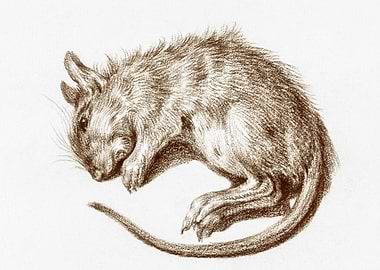 Dead Rat 1812 By Jean Bern