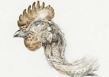 Head Of A Dead Chicken By