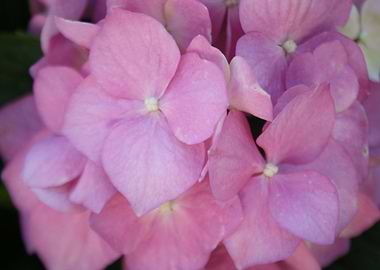Pink Hydrangea Blossom