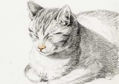 Sketch Of A Cat 1808 By Je