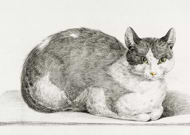 Sitting Cat 1798 By Jean B