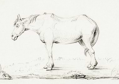 Standing Horse By Jean Ber