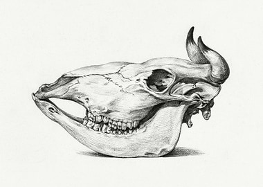 Skull Of A Cow 1816 By Jea