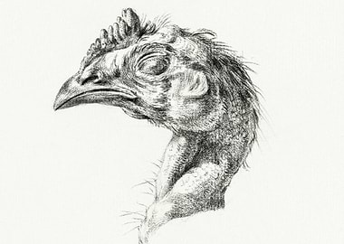 Head Of A Dead Chicken By