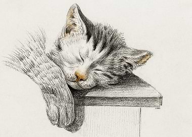 Sketch Of A Sleeping Cat B
