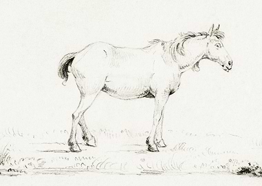 Standing Horse By Jean Ber