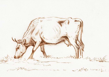 Grazing Cow By Jean Bernar