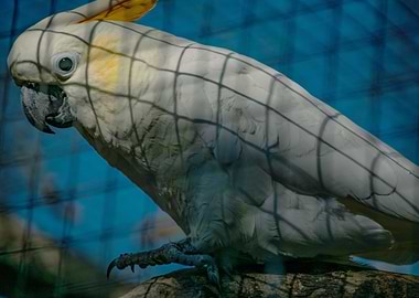 Parrot Shadow Pattern