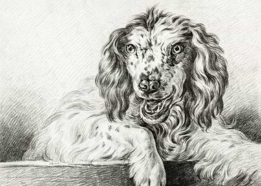 Dog 1802 By Jean Bernard 1