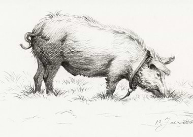 Standing Pig In The Grass