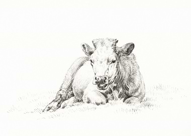 Lying Cow 1821 By Jean Ber