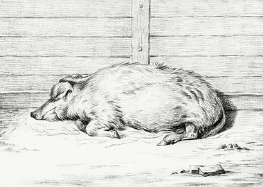 Lying Pig 1812 By Jean Ber