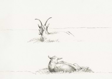 Sketches Of A Lying Goat A