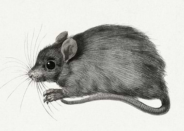 Mouse By Jean Bernard 1775