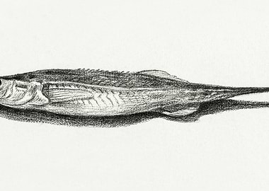 Fish 1819 By Jean Bernard