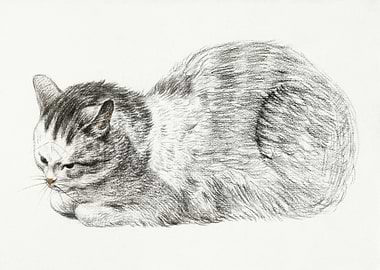 Sketch Of A Lying Cat By J