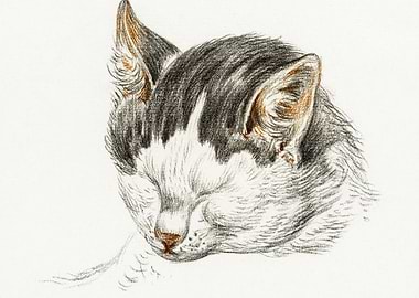 Sketch Of A Cat 1828 By Je