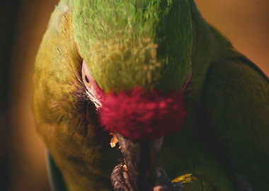 Parrot Eating a Walnut