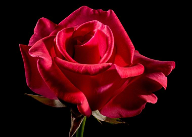 Single Red Rose