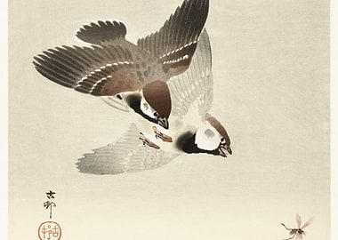 Ring Sparrows And Insect 1