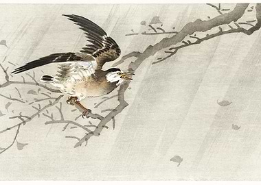 Gray Starling In Storm 190