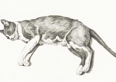 Sketch Of A Lying Cat By J