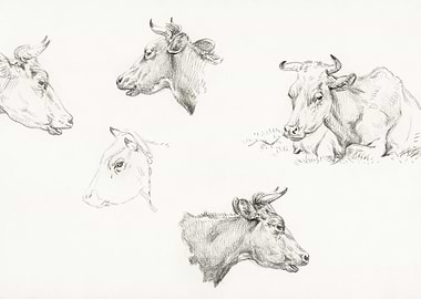 Four Study Sketches Of Cow