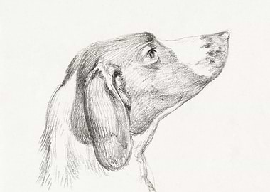 Head Of A Dog 1812 By Jean