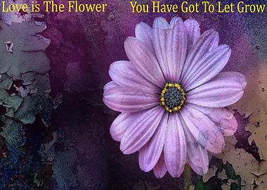 Love is The Flower