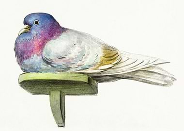 Pigeon Sitting On A Shelf