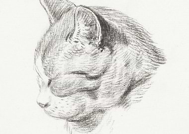 Sketch Of A Cat 1813 By Je