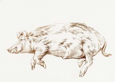 Lying Pig 1812 By Jean Ber