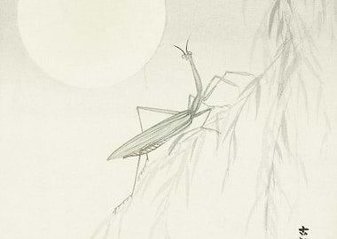 Praying Mantis 1900 1936