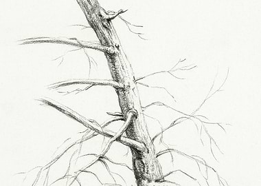 Study Of A Tree 1816 By Je
