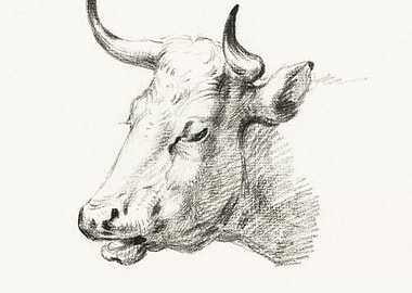 Head Of A Cow By Jean Bern