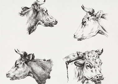 Four Bull Heads 1809 1833