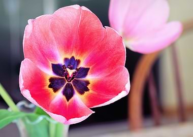 Deep Pink Tulip