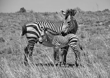 Zebra Mother with Baby