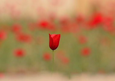 Single Rose In Red Haze