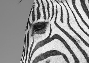 Zebra Close up