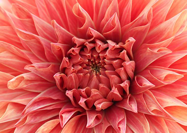 Peach Dahlia Close Up