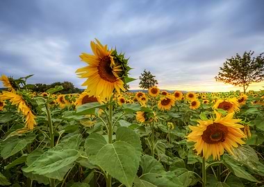sunflowers