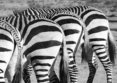 Zebra Bums