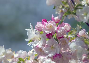 Apple Blossom White Floral