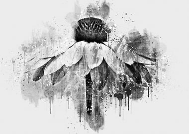 the origin of beauty