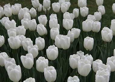 Pure White Tulips