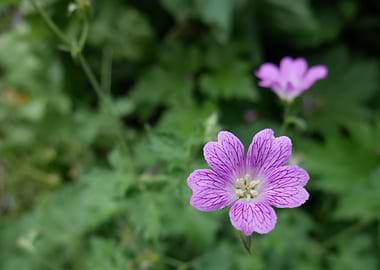 Detailed Purple Geranium