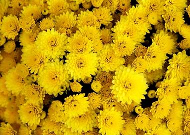 Yellow Chrysanthemums